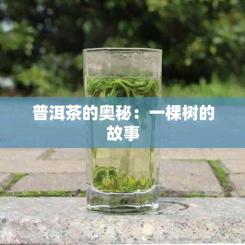 普洱茶的奥秘：一棵树的故事