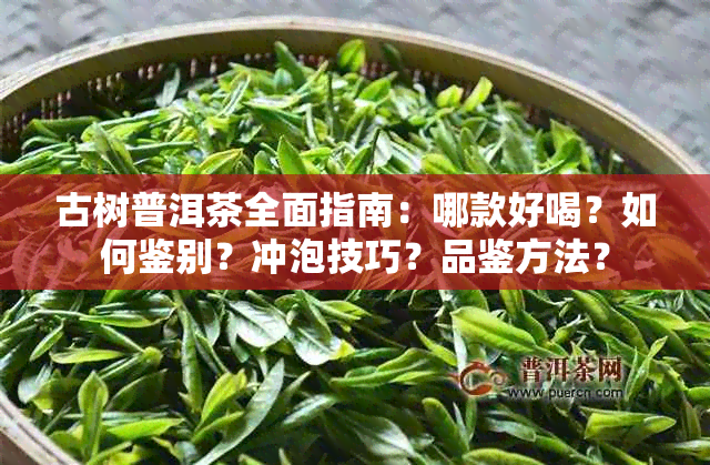 古树普洱茶全面指南：哪款好喝？如何鉴别？冲泡技巧？品鉴方法？