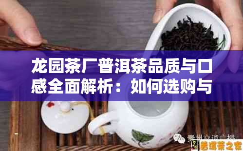 龙园茶厂普洱茶品质与口感全面解析：如何选购与品鉴？