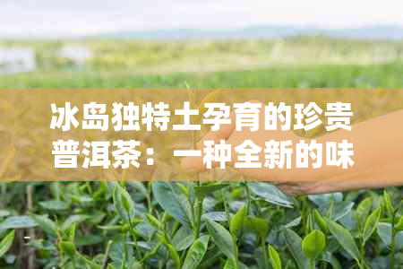 冰岛独特土孕育的珍贵普洱茶：一种全新的味觉体验