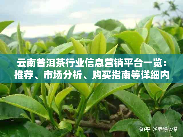 云南普洱茶行业信息营销平台一览：推荐、市场分析、购买指南等详细内容