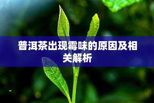 普洱茶出现霉味的原因及相关解析