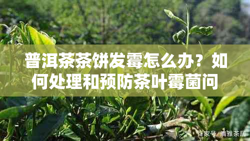 普洱茶茶饼发霉怎么办？如何处理和预防茶叶霉菌问题？