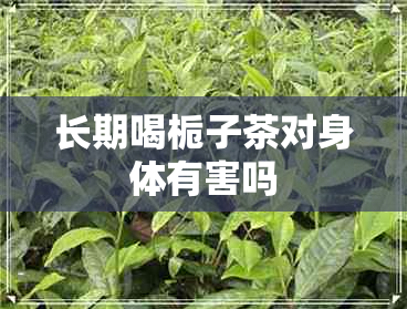 长期喝栀子茶对身体有害吗