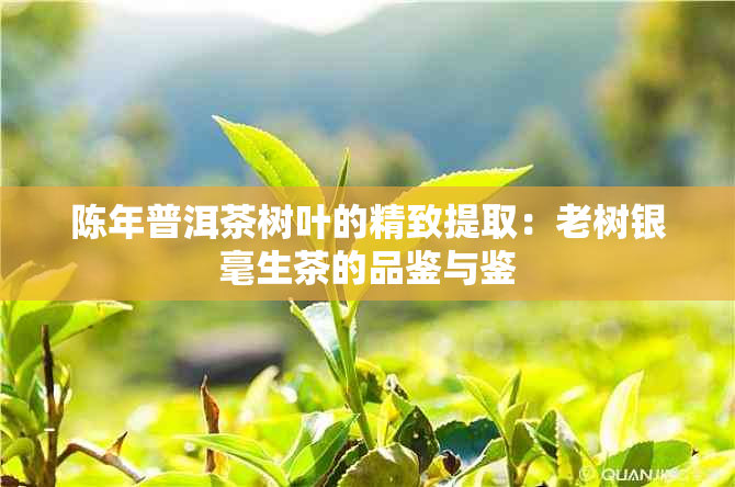 陈年普洱茶树叶的精致提取：老树银毫生茶的品鉴与鉴