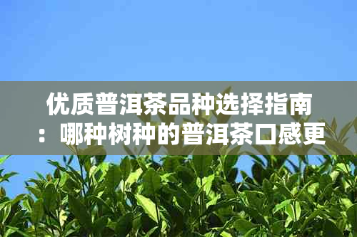 优质普洱茶品种选择指南：哪种树种的普洱茶口感更香醇？