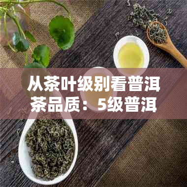 从茶叶级别看普洱茶品质：5级普洱茶的深度解读