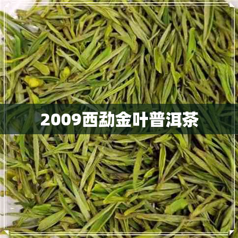 2009西勐金叶普洱茶