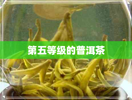 第五等级的普洱茶