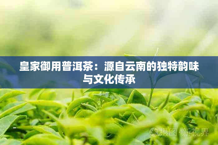 皇家御用普洱茶：源自云南的独特韵味与文化传承