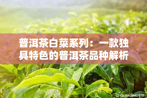 普洱茶白菜系列：一款独具特色的普洱茶品种解析与品鉴指南