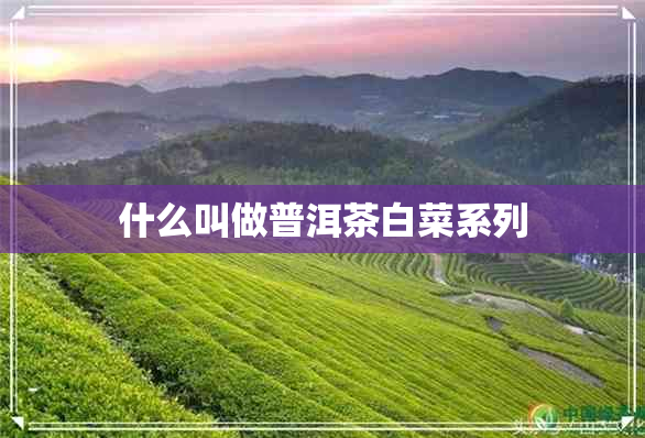 什么叫做普洱茶白菜系列