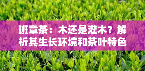 班章茶：木还是灌木？解析其生长环境和茶叶特色