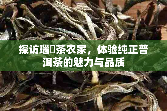 探访瑙嗛茶农家，体验纯正普洱茶的魅力与品质