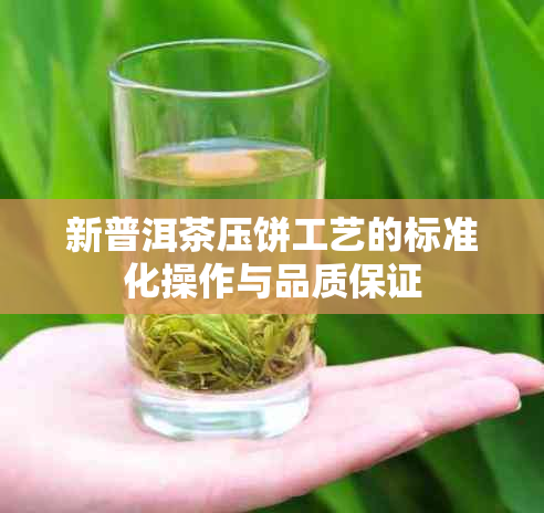 新普洱茶压饼工艺的标准化操作与品质保证