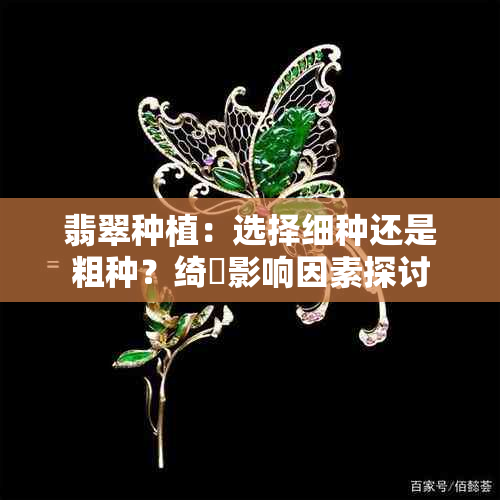 翡翠种植：选择细种还是粗种？绮楃影响因素探讨