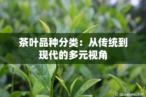 茶叶品种分类：从传统到现代的多元视角