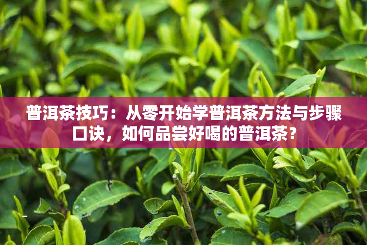 普洱茶技巧：从零开始学普洱茶方法与步骤口诀，如何品尝好喝的普洱茶？