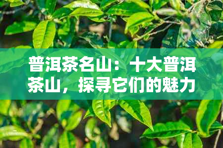 普洱茶名山：十大普洱茶山，探寻它们的魅力与传奇。