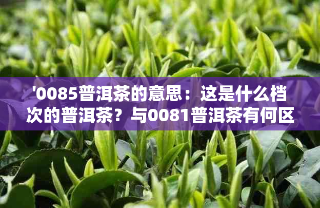 '0085普洱茶的意思：这是什么档次的普洱茶？与0081普洱茶有何区别？'