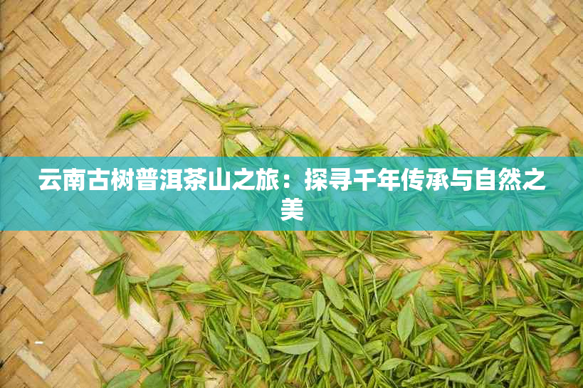 云南古树普洱茶山之旅：探寻千年传承与自然之美