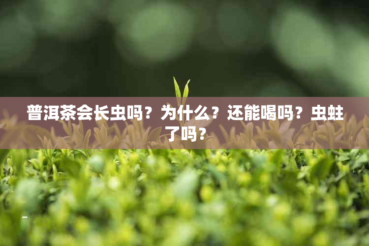 普洱茶会长虫吗？为什么？还能喝吗？虫蛀了吗？