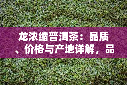 龙浓缩普洱茶：品质、价格与产地详解，品尝氏龙团普洱的独特魅力