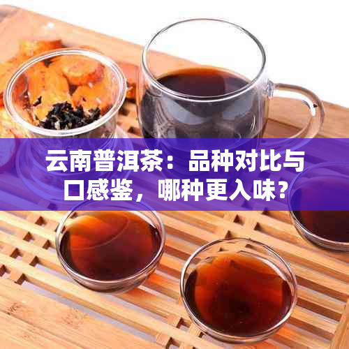 云南普洱茶：品种对比与口感鉴，哪种更入味？