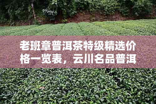 老班章普洱茶特级精选价格一览表，云川名品普洱茶推荐