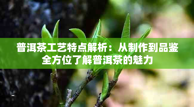 普洱茶工艺特点解析：从制作到品鉴全方位了解普洱茶的魅力