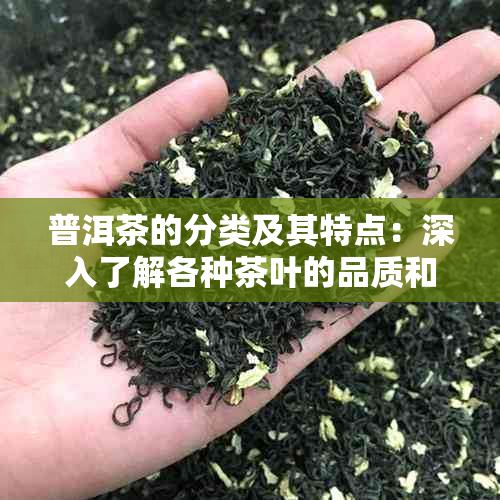 普洱茶的分类及其特点：深入了解各种茶叶的品质和风味