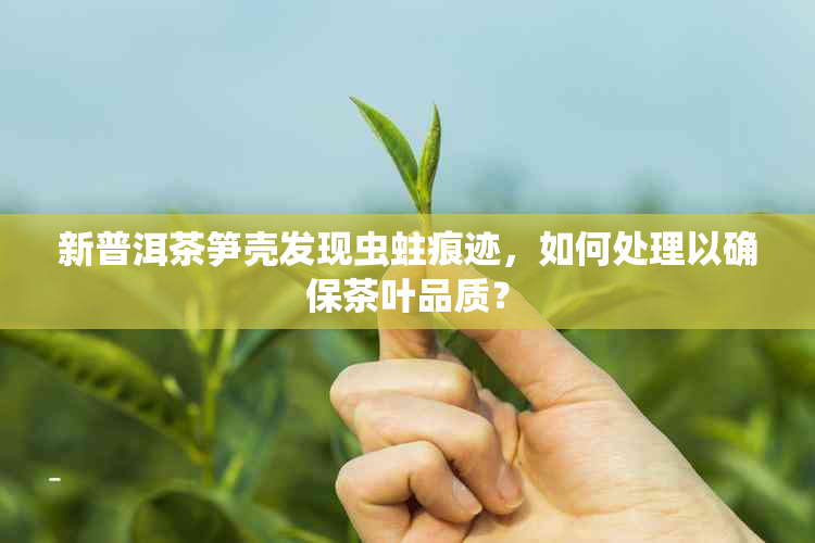 新普洱茶笋壳发现虫蛀痕迹，如何处理以确保茶叶品质？