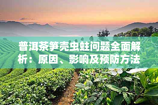 普洱茶笋壳虫蛀问题全面解析：原因、影响及预防方法