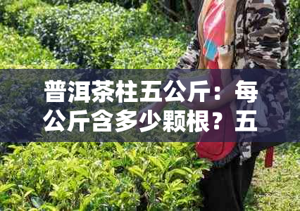 普洱茶柱五公斤：每公斤含多少颗根？五克普洱茶有多少颗？