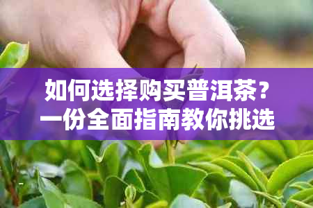 如何选择购买普洱茶？一份全面指南教你挑选优质普洱茶