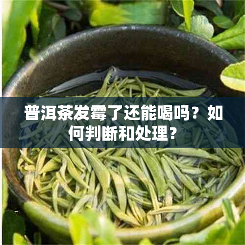 普洱茶发霉了还能喝吗？如何判断和处理？