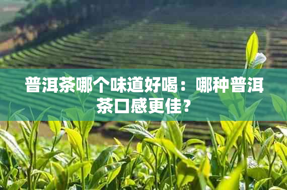 普洱茶哪个味道好喝：哪种普洱茶口感更佳？