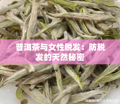 普洱茶与女性脱发：防脱发的天然秘密