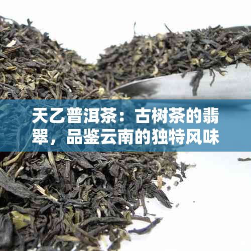 天乙普洱茶：古树茶的翡翠，品鉴云南的独特风味