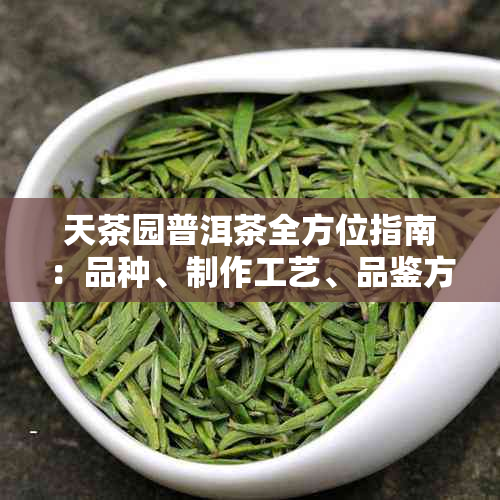 天茶园普洱茶全方位指南：品种、制作工艺、品鉴方法等一网打尽！