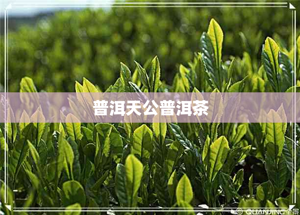 普洱天公普洱茶