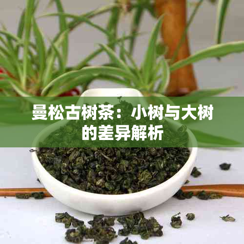 曼松古树茶：小树与大树的差异解析