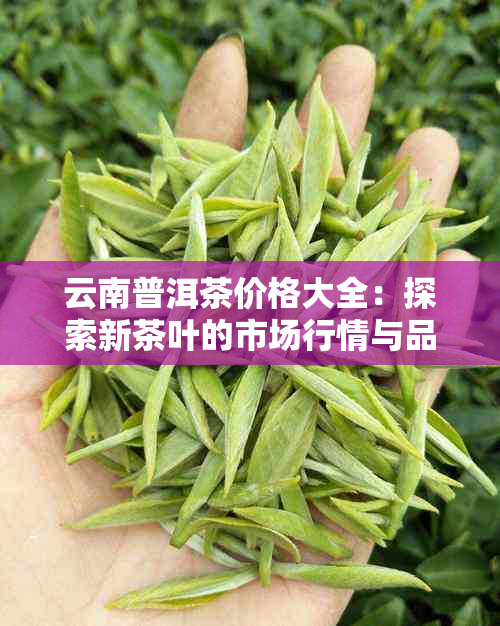 云南普洱茶价格大全：探索新茶叶的市场行情与品质选择