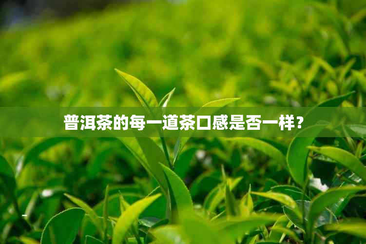 普洱茶的每一道茶口感是否一样？