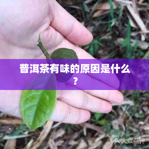 普洱茶有味的原因是什么？