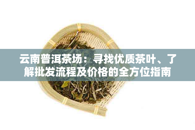 云南普洱茶场：寻找优质茶叶、了解批发流程及价格的全方位指南