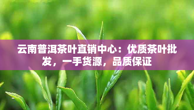 云南普洱茶叶直销中心：优质茶叶批发，一手货源，品质保证