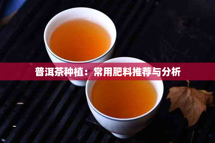 普洱茶种植：常用肥料推荐与分析