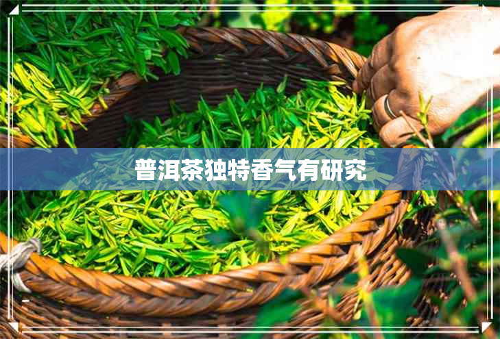 普洱茶独特香气有研究