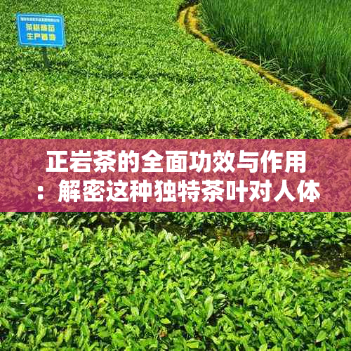 正岩茶的全面功效与作用：解密这种独特茶叶对人体健的益处